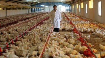 Caída interanual del 9% en carne aviar. Se argumenta en la baja del consumo interno y en el derrumbe de las exportaciones. Archivo