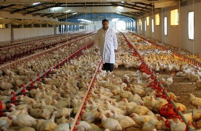Caída interanual del 9% en carne aviar. Se argumenta en la baja del consumo interno y en el derrumbe de las exportaciones. Archivo