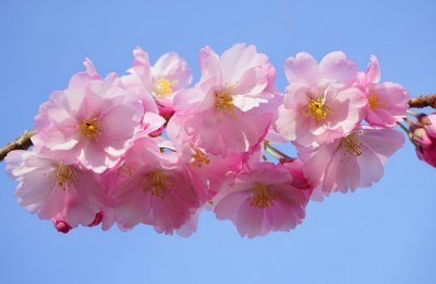 Se esperan temperaturas muy normales para esta época de la estación de las flores. Archivo.