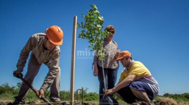 Fueron 60 los árboles plantados