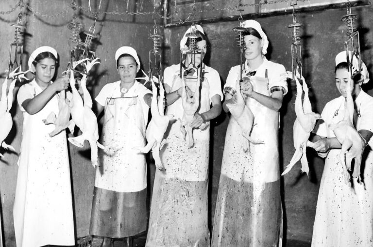 Trabajadoras del frigorífico "El Indio" en la década del 70.La avicultura entrerriana empezó como una actividad familiar dependiente de las mujeres.