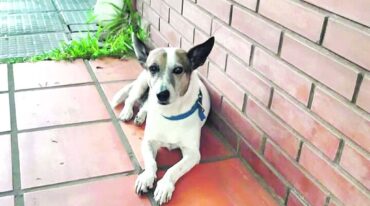 El perro gracias a sus ladridos advirtió a la pareja que estaba durmiendo.