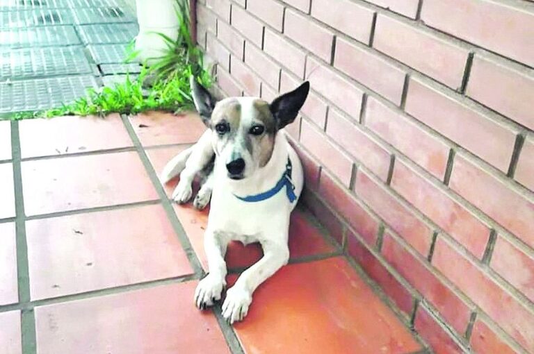 El perro gracias a sus ladridos advirtió a la pareja que estaba durmiendo.