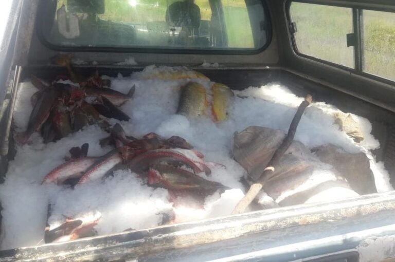 Las fuerzas de seguridad realizan algunos procedimientos de decomiso de pesca