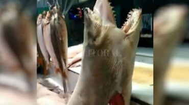 A la venta. Un tiburón protegido llegó hasta Rosario para su comercialización.
