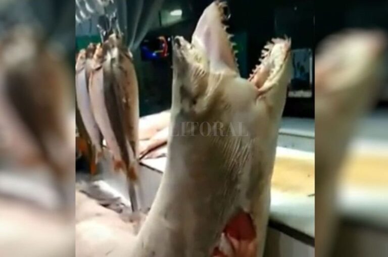 A la venta. Un tiburón protegido llegó hasta Rosario para su comercialización.