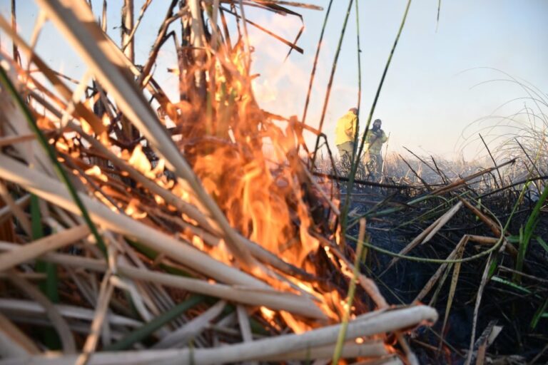 Incontrolables. Los especialistas advierten que las quemas de pastizales son difíciles de sofocar por las condiciones del ambiente en las que se originan. Manuel Fabatía.