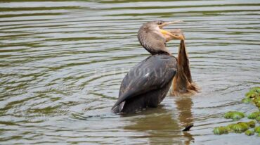 Biguá (Phalacrocorax brasilianus) ingiriendo (o intentando) una bolsa de la compra. Eduardo Torramorell (Gentileza).