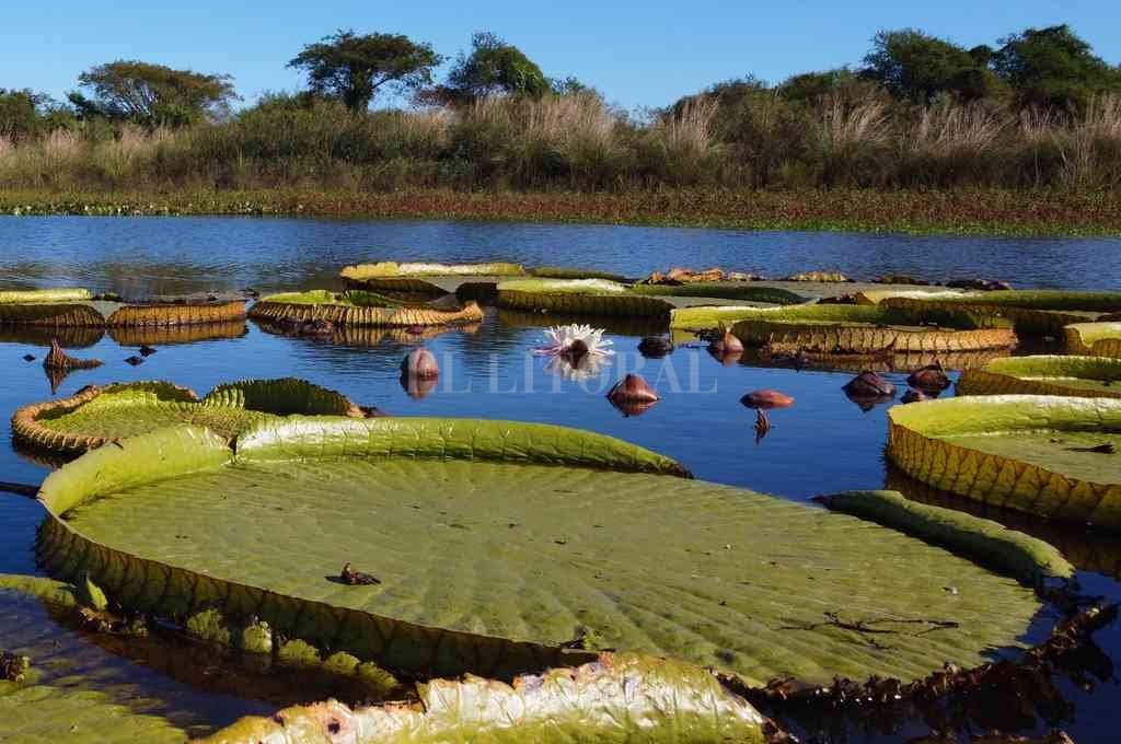 El Litoral