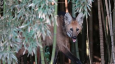 El aguará guazú es una especie en peligro de extinción. Gentileza.