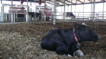 Bienestar animal. El establo permite que los animales se alimenten y descansen bien protegidos. Sábado 3.9.2022. Archivo.