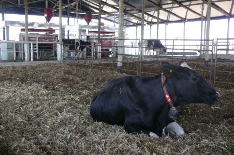 Bienestar animal. El establo permite que los animales se alimenten y descansen bien protegidos. Sábado 3.9.2022. Archivo.