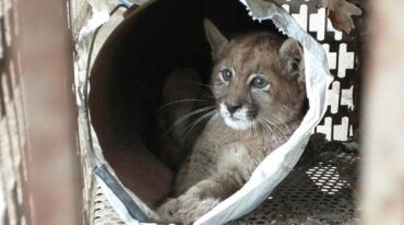El animal será trasladado a Granja La Esmeralda en la ciudad de Santa Fe. Gentileza.