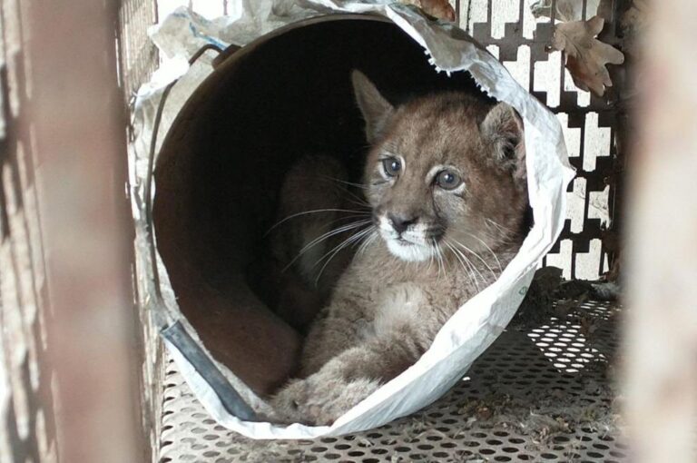 El animal será trasladado a Granja La Esmeralda en la ciudad de Santa Fe. Gentileza.