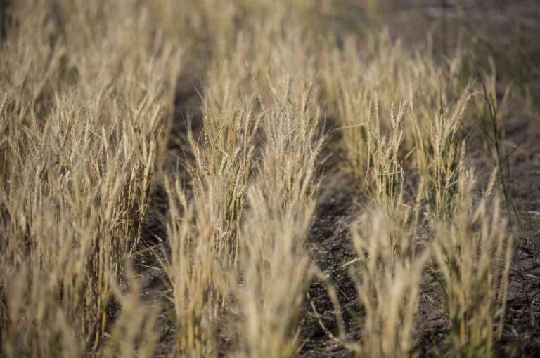 Durante el encuentro