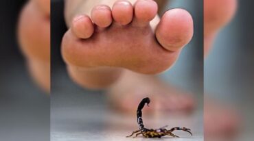 Las picaduras de alacranes se multiplican ante la proximidad del verano. Archivo