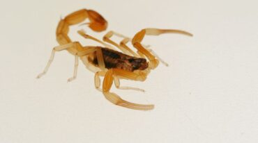 Se pide a la población que capture y lleve los alacranes a Zoonosis porque desde allí se envían al Instituto Malbrán para fabricar el suero. En la ciudad