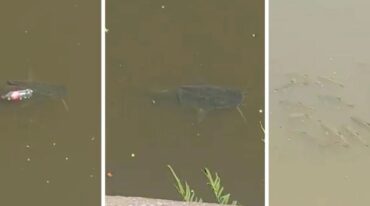 El ejemplar fue visto cerca de un cardumen de sábalos. El video circuló por grupos de WhatsApp y las redes sociales. Captura digital.