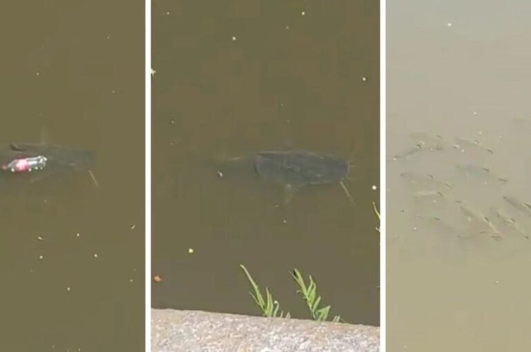 El ejemplar fue visto cerca de un cardumen de sábalos. El video circuló por grupos de WhatsApp y las redes sociales. Captura digital.