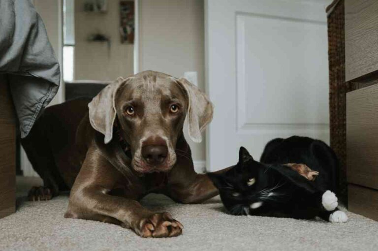 El estruendo pirotécnico produce en las mascotas taquicardias
