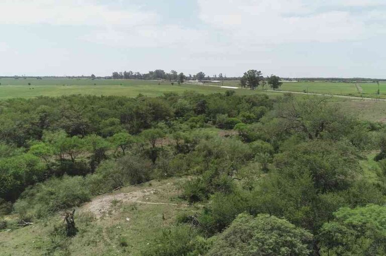 'Una de las ideas es generar áreas de reserva que le permita al vecino ver el bosque en su estadío natural. Crear una reserva natural de uso urbano