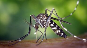 Dado que la enfermedad es transmitida por el mosquito Aedes aegypti