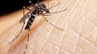 El mosquito Aedes Aegypti es el transmisor del dengue.