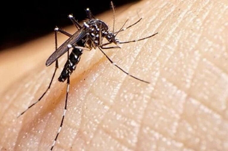 El mosquito Aedes Aegypti es el transmisor del dengue.