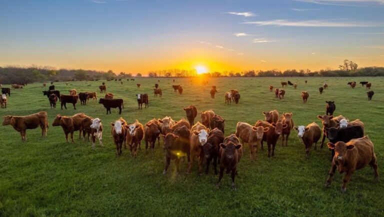 Una nueva oportunidad. El analista ganadero destacó el no aumento de retenciones.