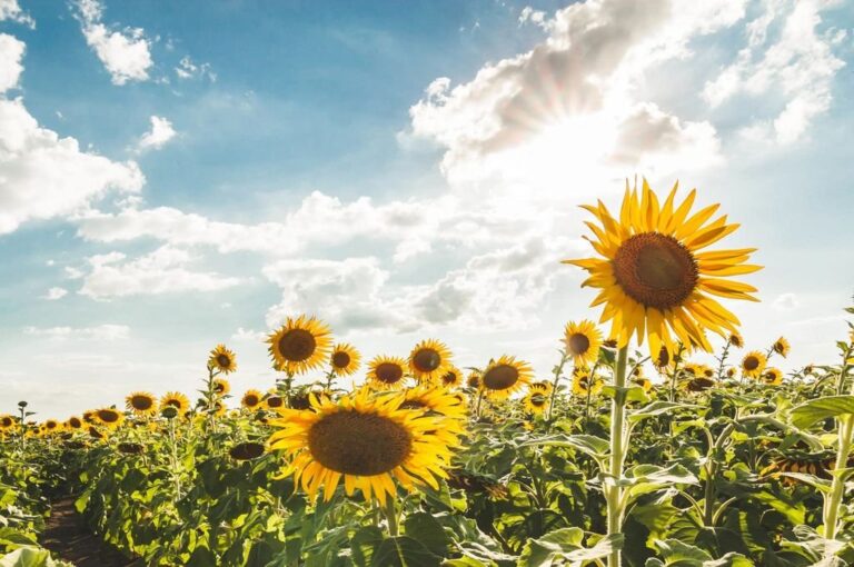 'Las temperaturas se mantienen dentro de un rango que no puede considerarse hostil para esta época del año'.