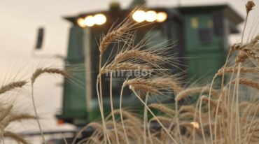 Continúan los trabajos con los ciclos intermedios. Los trigos de ciclo largo ya fueron sembrados. Archivo.