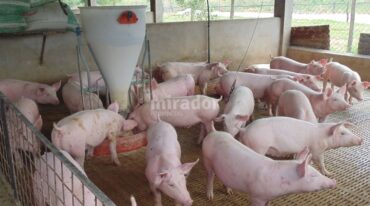 Se busca promover proyectos de biodigestión para la generación de bioenergías y su uso térmico o eléctrico. Gentileza: prensa Gobierno de Santa Fe.