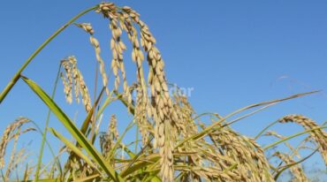 Maleza. El problema principal -sostienen- sigue siendo el arroz rojo