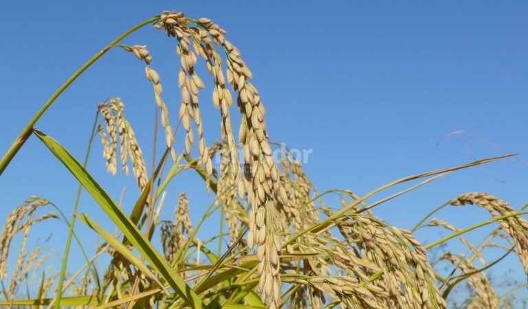 Maleza. El problema principal -sostienen- sigue siendo el arroz rojo