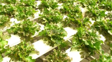 El curso está basado en el cultivo hidropónico