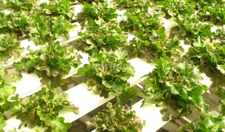 El curso está basado en el cultivo hidropónico