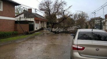 Hubo más de 12 árboles caídos