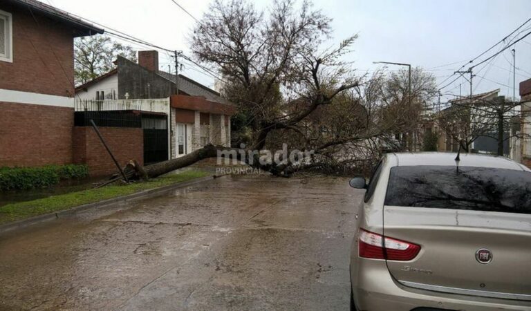 Hubo más de 12 árboles caídos