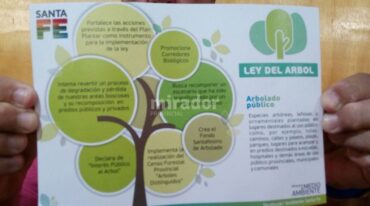 La ley impulsa la forestación con árboles kiris. Gentileza: Daniel Aristizabal.