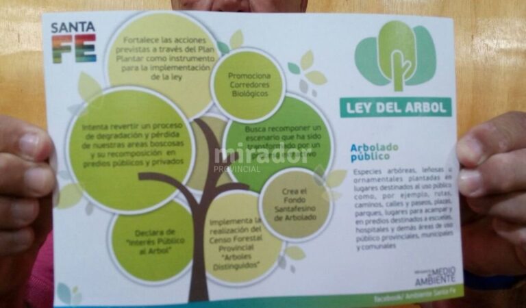 La ley impulsa la forestación con árboles kiris. Gentileza: Daniel Aristizabal.