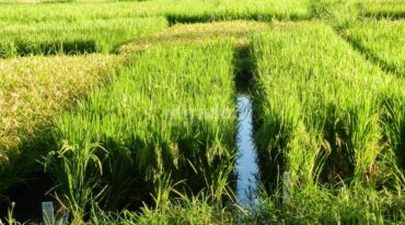 La variedad Pucará alcanzó un rendimiento promedio de 8.500 kilos por hectárea. Gentileza.