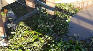 Camalotes. Otro de los problemas por estos días en la Perla del Norte es la acumulación de camalotes en la toma de agua que abastece a la ciudad. Son removidos manualmente de manera constante