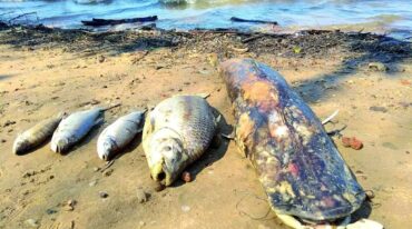 Banco Pelay fue una de las costas del río Uruguay que se bañaron de peces muertos.  Gentileza La Calle