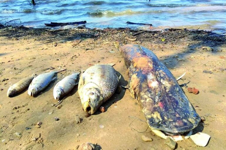 Banco Pelay fue una de las costas del río Uruguay que se bañaron de peces muertos.  Gentileza La Calle
