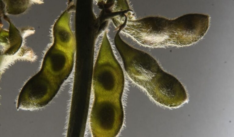 Beneficios. Este proyecto cumple entonces con la función de proteger al medio ambiente