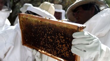 Otra cooperativa apícola con buenas perspectivas de crecimiento es el caso de ApiUni
