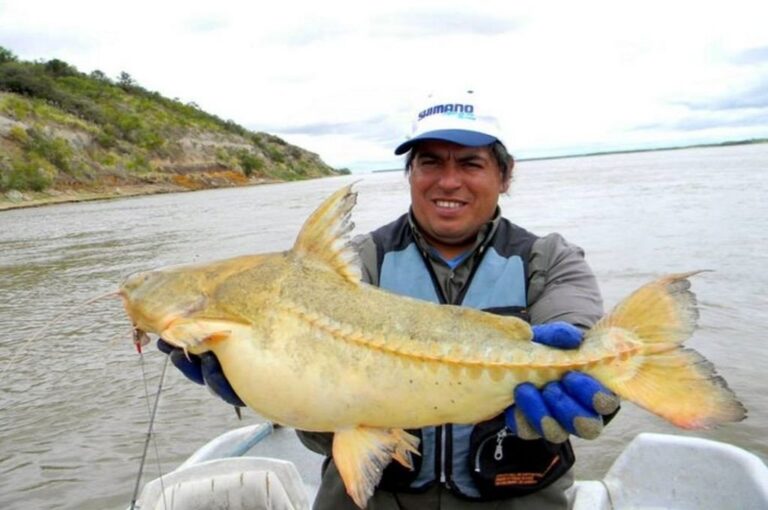 La Fiesta del Armado Entrerriano es un evento característico de la provincia de Entre Ríos.