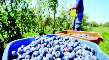 Cinco huertas desde Entre Ríos venderán arándanos a China.