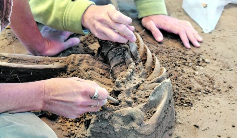'Los primeros indicios del cuerpo más completo dan cuenta de que corresponderían a una mujer que tendría patologías artríticas en las vértebras y es adulta'