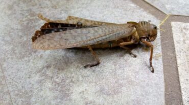 Bestiario. Este tipo de tucura puede alcanzar los 13 centímetros. Se alimenta de los árboles del monte